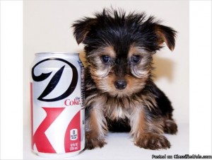 Yorkie puppies $200