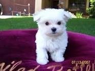 Two Maltese  puppies