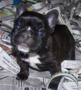 French bulldog puppy