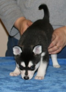 Blue Eyes Siberian Husky Puppies