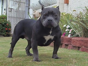 French Bulldog puppies