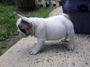 AKC ENGLISH BULLDOG PUPPY