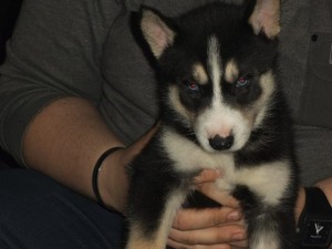 Siberian Husky