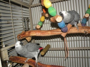 African Grey Congo 4 Sale!