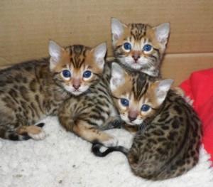 Cute Bengal Kittens For adoption