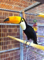 Breeding Pair of Toco Toucans
