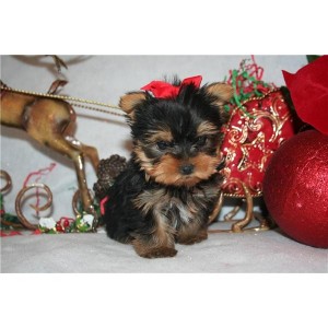 Yorkie puppies for adoption