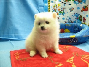 Cute Pomeranian  Puppies