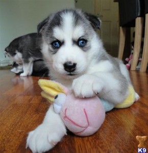 Huskies for adoption