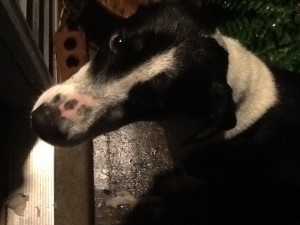 Great dog -gotta move!