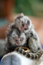 Twin Pygmy Marmoset