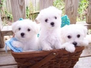 Maltese puppies