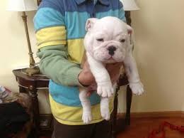 English bulldog puppies for adoption