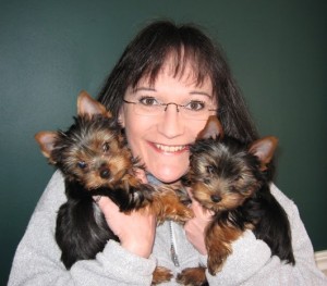 Tiny Yorkie Puppies For Adoption