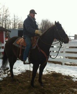 BIG BEAUTIFUL SOLID QUARTER HORSE GELDING FOR SALE