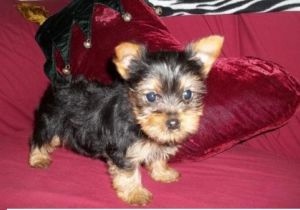 Super Yorkie Pups **