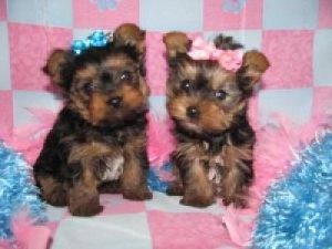 YORKIES AVAILABLE
