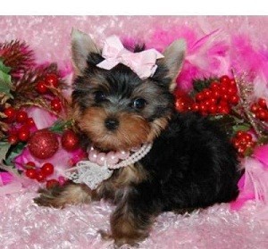 11 weeks male &amp; female AKC Yorkie Puppies