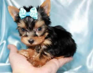 Quality teacup yorkie puppies available