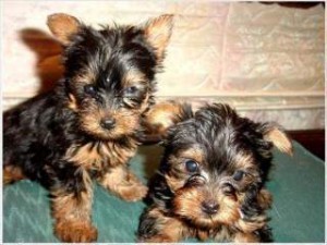 Cute Yorkshire-Terrier Puppies