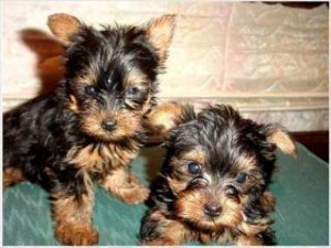 Registered Yorkie For Adoption