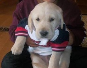 Golden Retriver/Lab mix