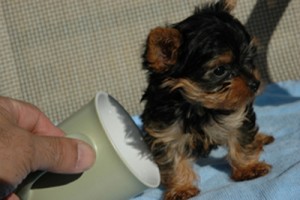 Female Yorkie