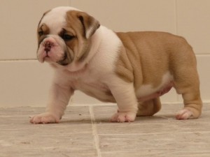 2 AKC English Bulldog Puppies Available.