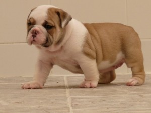 Quality English Bulldog puppies looking for a good home.