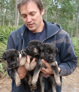 German Shepherd Puppies for Pet-Loving Family