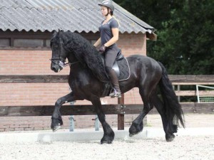 Friesian gelding available for sale