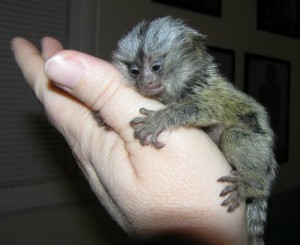 Special pygmy marmoset monkeys