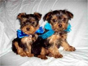 Amazing AKC Registered Yorkie Puppies Available