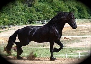 Stallion Fresian Horse for Sale