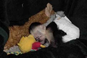 Free USDA Capuchin Monkey