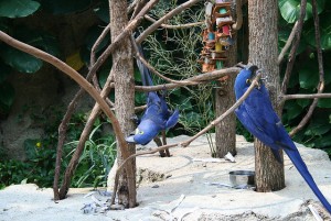 BEAUTIFUL PAIR HYACINTH MACAW PARROTS