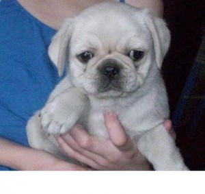 Cream White Pugs