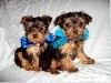 Adorable Yorkshire Terrier Puppies