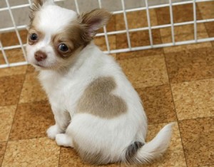 Tiny Chihuahua Puppies