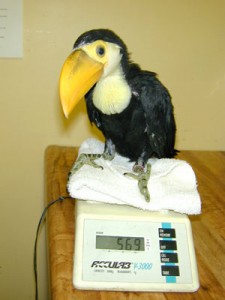 Pair of Baby Toco Toucans for Sale !!