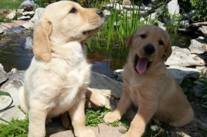 Mixed Golden Retrievers/Lab