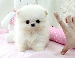 Pomeranian Puppies