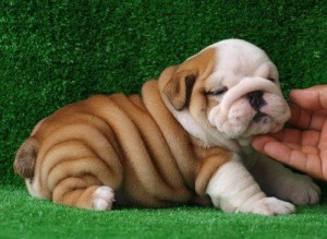 English Bulldog puppies