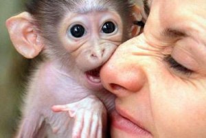 Capuchin Monkey for Free