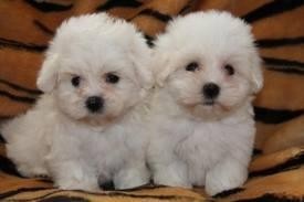 Tiny Toy Female Maltese puppy