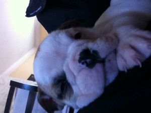 Adorable Fawn English Bulldog Puppies Available