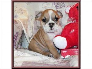 5 BEAUTIFUL AKC ENGLISH BULLDOGS PUPPIES