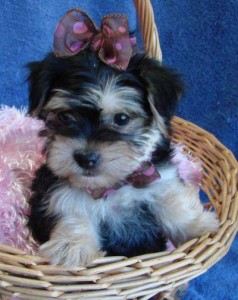 Beautiful Teacup Yorkshire Terriers