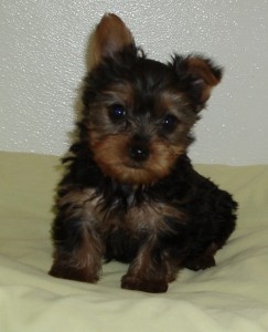 Amazing Yorkie Puppies For Free Adoption