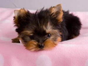 Lovely Teacup Yorkie Puppies